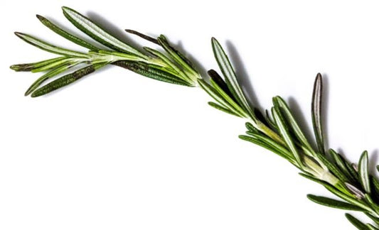 Rosemary: An Herb that is Good for You! - Virtual Bazaar Jordan